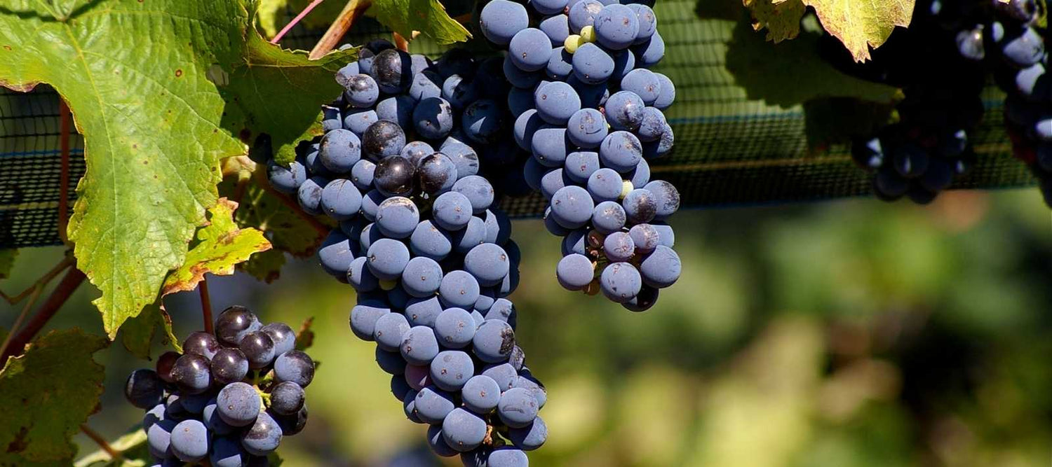 MALBEC